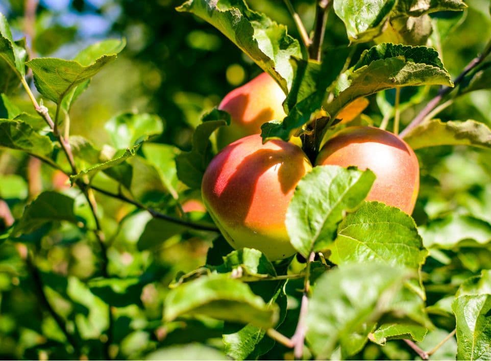 Äpfel die an einem Baum mit saftig grünen Blättern hängen.