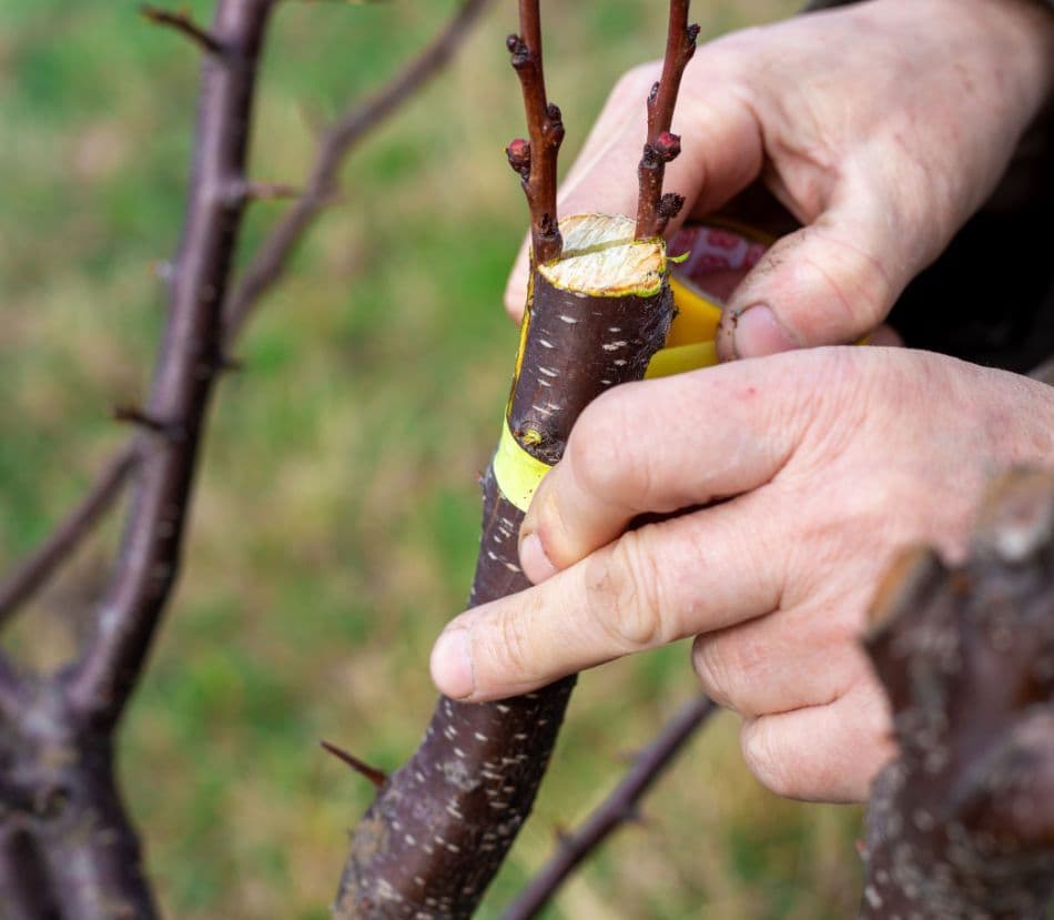Der Ast eines Apfelbaumes wird hier gerade veredelt.