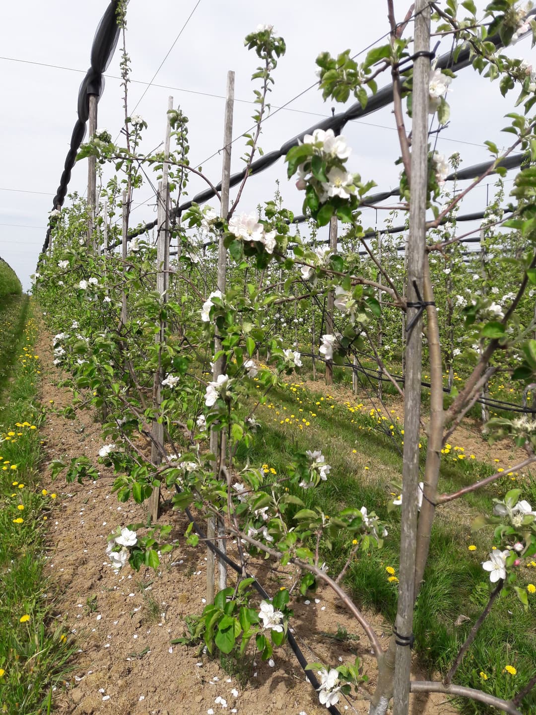 Viele verschiedene und unterschiedliche Apfelsorten.